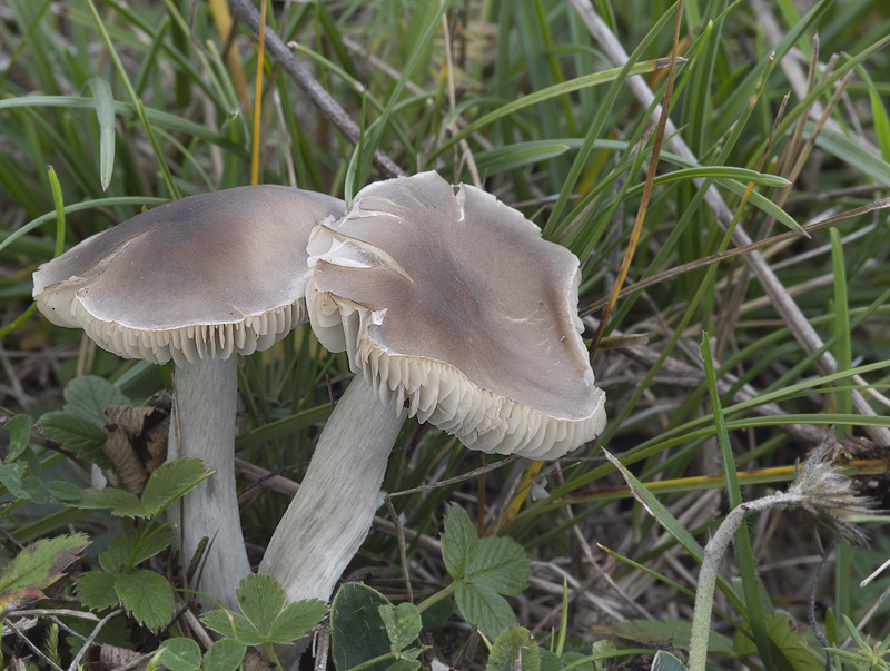 Dermoloma cuneifolium